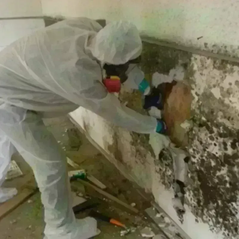 Mold Remediation and Removal in Mountain View Acres, CA